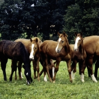 Picture of colts at marbach stud