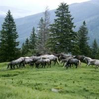 Picture of colts at stubalm, piber