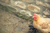 Picture of Columbine chicken (a hybrid bred from Cream Legbar/Arucana stock), near wall