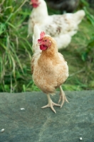 Picture of Columbine chicken (a hybrid bred from Cream Legbar/Arucana stock)