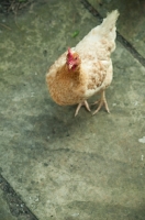 Picture of Columbine chicken (a hybrid bred from Cream Legbar/Arucana stock)