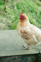 Picture of Columbine hen (a hybrid bred from Cream Legbar/Arucana stock)