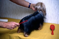 Picture of combin a yorkshire terrier 