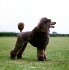 Picture of come day go day at leighbridge, brown  standard poodle standing on short grass