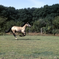 Picture of comet,  welsh cob (section d), cantering across field 