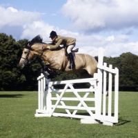 Picture of comet, welsh cob (section d) jumping a gate