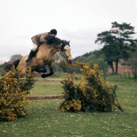 Picture of comet, welsh cob (section d) stallion, jumping with rider