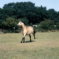 Picture of comet, welsh cob section d stallion galloping exuberantly