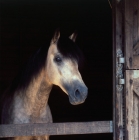 Picture of comet, welsh cob (section d) stallion looking out of stable