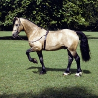 Picture of comet, welsh cob (section d) with foreleg raised