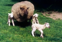 Picture of commercial mixed breed ewe and triplet lambs