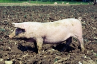 Picture of commercial pig free range in ploughed field