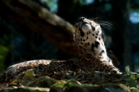 Picture of common leopard enjoying the sunshine in the Himalayas