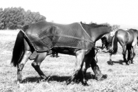 Picture of competitor at  luhmuhlen horse trials walking wearing an anti-sweat mesh rug