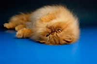 Picture of complacent red Persian