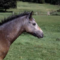 Picture of Connemara foal head side view 