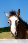 Picture of connemara foal moulting
