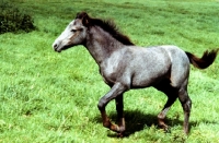 Picture of connemara foal trotting