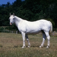 Picture of Connemara full body 