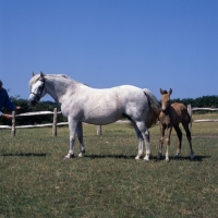 Picture of Connemara mare and foal in field