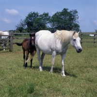 Picture of Connemara mare and foal