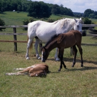 Picture of Connemara mare and two foals