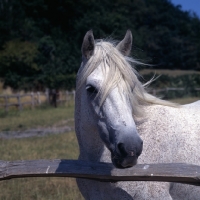 Picture of Connemara mare behind fence