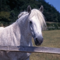 Picture of Connemara mare head and shoulders  