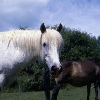 Picture of Connemara mare, head and shoulder 