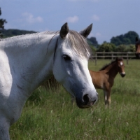 Picture of Connemara mare head and shoulder 