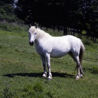 Picture of connemara mare standing in a field