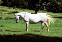 Picture of connemara mare swishing her tail