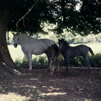 Picture of Connemara mare with 2 foals