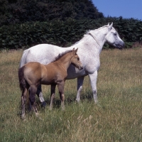 Picture of Connemara mare with chestnut foal