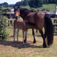 Picture of Connemara mare with foal suckling