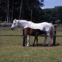 Picture of Connemara mare with foal suckling