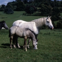 Picture of Connemara mare with foals