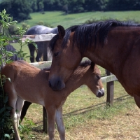 Picture of Connemara mare with her foal head and shoulder