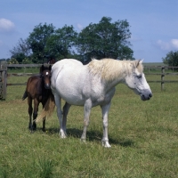 Picture of Connemara mare with her foal
