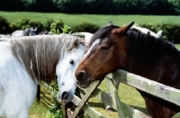 Picture of connemara ponies saying a loving hello over a gate