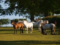 Picture of connemara ponies