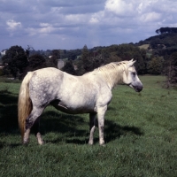 Picture of Connemara pony  looking ahead