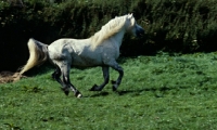 Picture of Connemara pony cantering across field