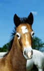 Picture of connemara pony foal shedding the baby coat