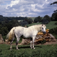 Picture of Connemara pony full body 