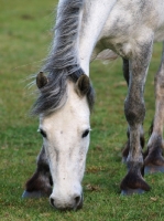 Picture of Connemara pony, grazing