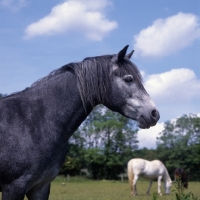 Picture of Connemara pony, head and shoulder 