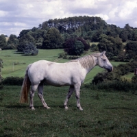 Picture of Connemara pony in field