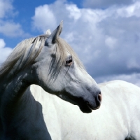 Picture of Connemara pony looking back