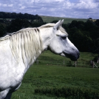 Picture of connemara pony mare from rosenaharley stud, head study